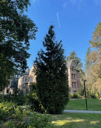 tree on uw campus