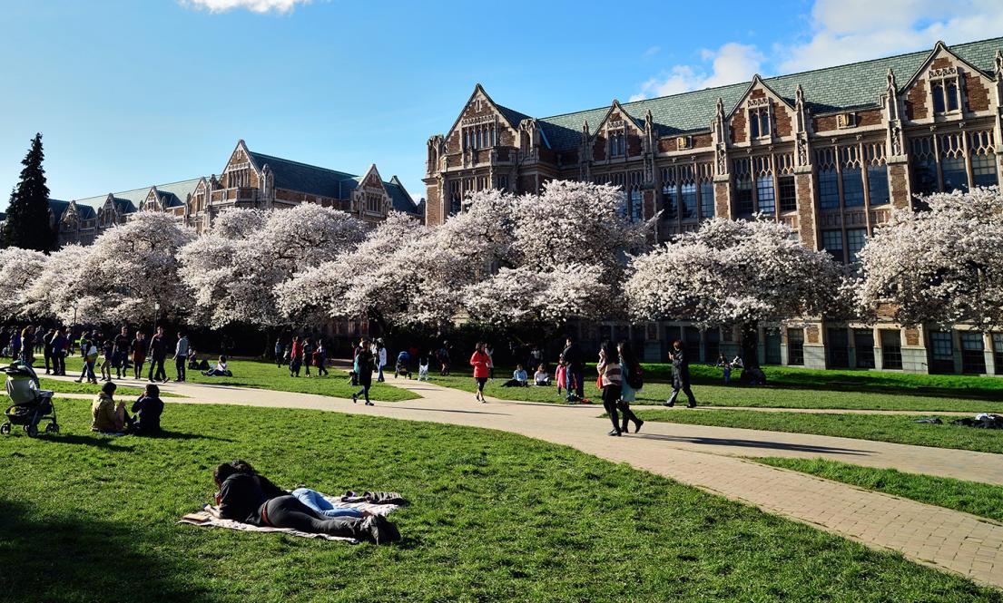 UW Quad Cherry Blossoms